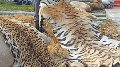 प्रतिबंधित वन्य-जीवों की अवैध बिक्री एवं पालन पर होगी सख्त कार्रवाई प्रतिबंधित वन्य-जीवों की अवैध बिक्री एवं पालन पर होगी सख्त कार्रवाई