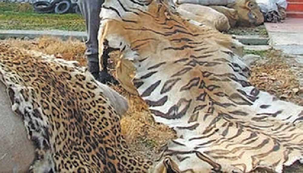 प्रतिबंधित वन्य-जीवों की अवैध बिक्री एवं पालन पर होगी सख्त कार्रवाई