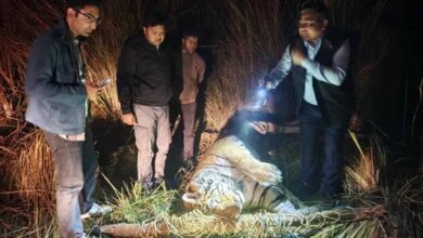 आठ दिन से भूखा था ‘जंगल का राजा’, पीलीभीत में बाघ की दर्दनाक मौत