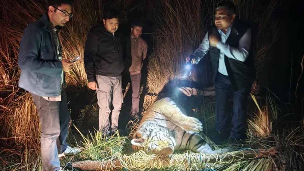 आठ दिन से भूखा था ‘जंगल का राजा’, पीलीभीत में बाघ की दर्दनाक मौत आठ दिन से भूखा था ‘जंगल का राजा’, पीलीभीत में बाघ की दर्दनाक मौत