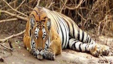 बैल की मौत का बदला बना बाघ की जान का दुश्मन: जहर देकर हत्या, रेडियो कॉलर से खुला राज