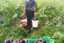 बिहान से बदली ममता की जिंदगी सब्जी की खेती से ममता बनी आत्मनिर्भर