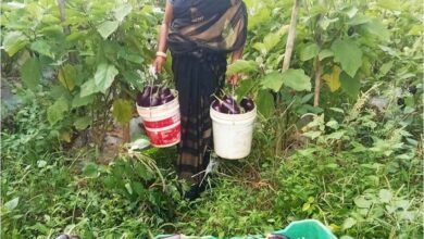 बिहान से बदली ममता की जिंदगी सब्जी की खेती से ममता बनी आत्मनिर्भर