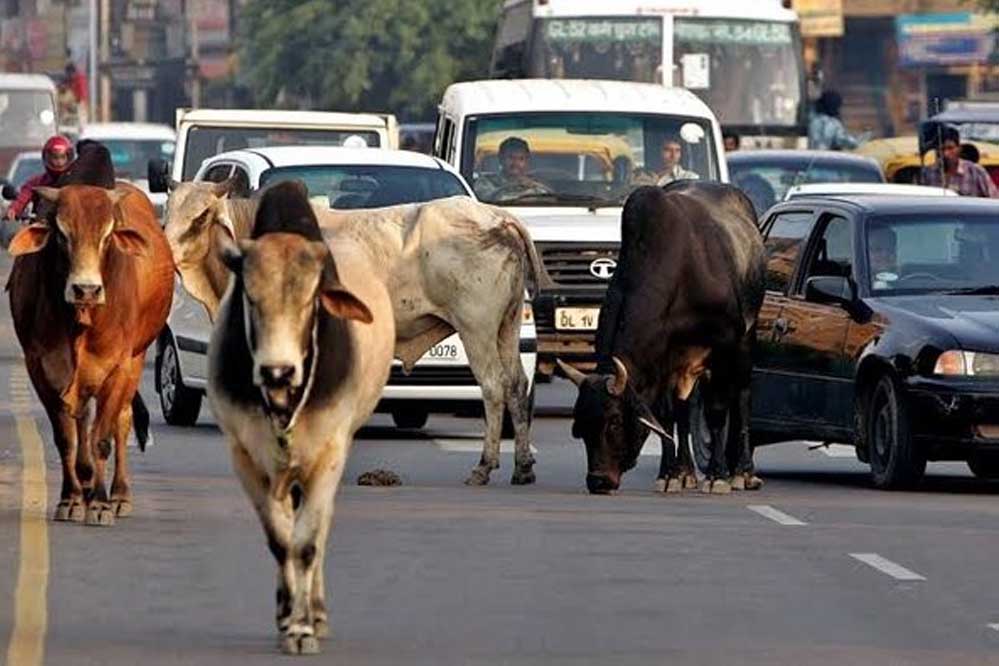 मध्य प्रदेश के 40 लाख आवारा पशुओं को मिलेगा 12 अंकों का कोड, केसरिया टैग से होगी पहचान