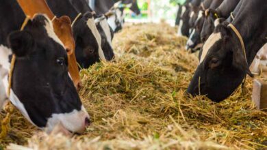 प्रयागराज में पशुओं के लिए बनेगा 12 अंकों का यूनिक आधार, पोर्टल पर स्वास्थ्य रिकार्ड भी होगा उपलब्ध