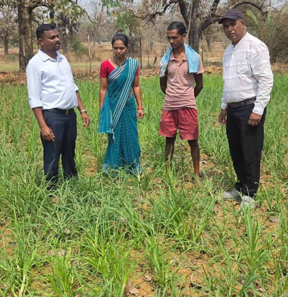 मोटे अनाज की खेती बनी किसानों के लिए फायदेमंद सौदा