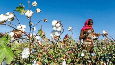पीएम किसान के बाद किसानों को बड़ी राहत, कपास के लिए ₹1718 करोड़ की MSP फंडिंग मंजूर