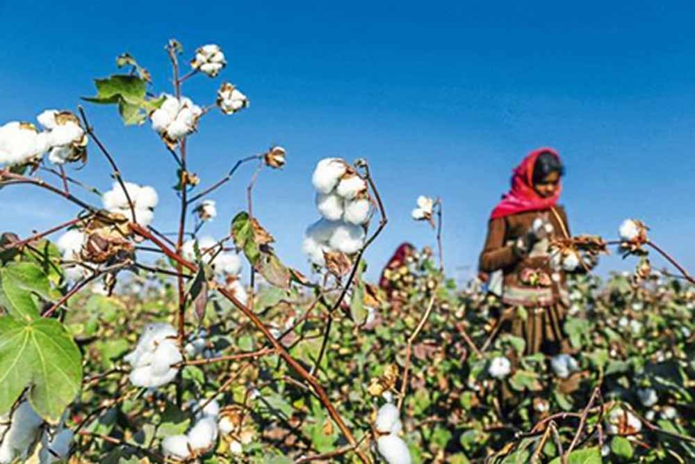पीएम किसान के बाद किसानों को बड़ी राहत, कपास के लिए ₹1718 करोड़ की MSP फंडिंग मंजूर