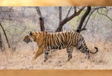 इंदौर के जंगलों में बाघ की वापसी, नया वाइल्डलाइफ कॉरिडोर बन रहा है