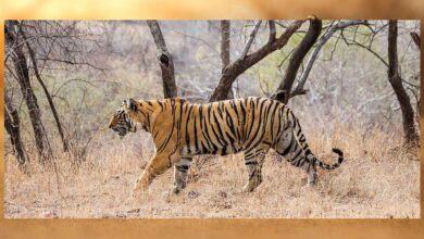 इंदौर के जंगलों में बाघ की वापसी, नया वाइल्डलाइफ कॉरिडोर बन रहा है