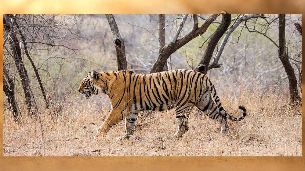 इंदौर के जंगलों में बाघ की वापसी, नया वाइल्डलाइफ कॉरिडोर बन रहा है इंदौर के जंगलों में बाघ की वापसी, नया वाइल्डलाइफ कॉरिडोर बन रहा है