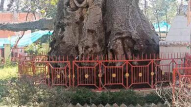 5 हजार साल पुराने पारिजात वृक्ष पर संकट: यूपी में ‘देव वृक्ष’ बीमार, इलाज में जुटे वैज्ञानिक 5 हजार साल पुराने पारिजात वृक्ष पर संकट: यूपी में ‘देव वृक्ष’ बीमार, इलाज में जुटे वैज्ञानिक