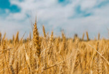 30 मार्च से प्रारम्भ होगी गेहूं खरीद, सीएम योगी ने तय किया 50 लाख मीट्रिक टन खरीद का लक्ष्य