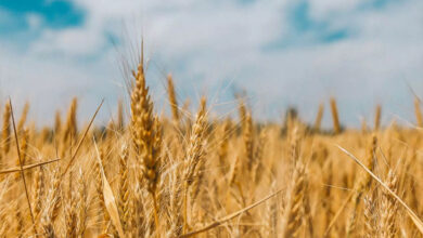 30 मार्च से प्रारम्भ होगी गेहूं खरीद, सीएम योगी ने तय किया 50 लाख मीट्रिक टन खरीद का लक्ष्य