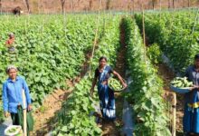 खीरा की खेती ने बदली सुभद्रा की जिंदगी, बिहान योजना से बनी लखपति दीदी