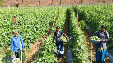 खीरा की खेती ने बदली सुभद्रा की जिंदगी, बिहान योजना से बनी लखपति दीदी