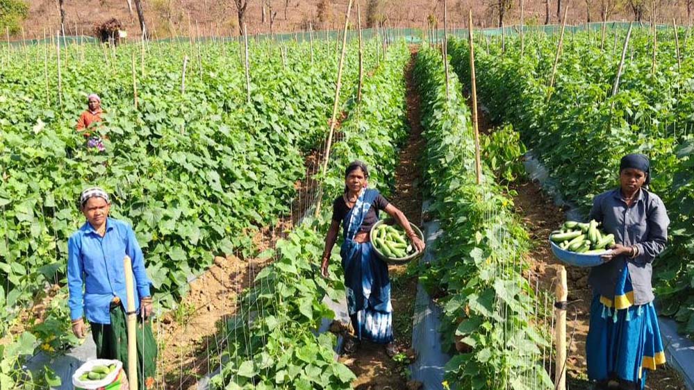 खीरा की खेती ने बदली सुभद्रा की जिंदगी, बिहान योजना से बनी लखपति दीदी