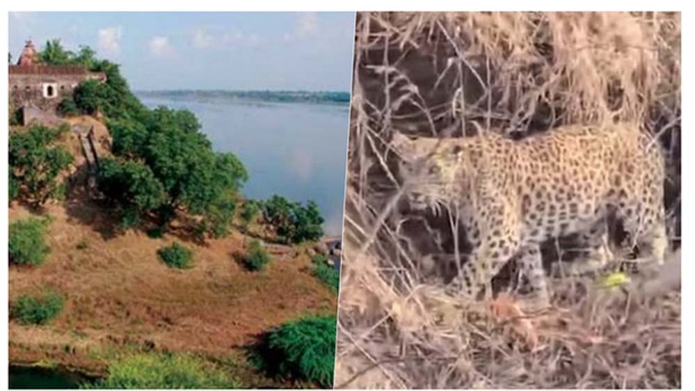 नर्मदा में बोटिंग के दौरान चट्टानों पर आराम करता दिखा तेंदुआ, पर्यटकों में मची हलचल नर्मदा में बोटिंग के दौरान चट्टानों पर आराम करता दिखा तेंदुआ, पर्यटकों में मची हलचल