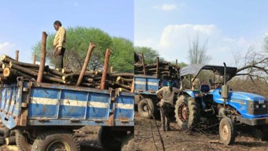 शासकीय भूमि पर पेड़ों की अंधाधुंध कटाई, सरपंच–उपसरपंच पर मिलीभगत के गंभीर आरोप