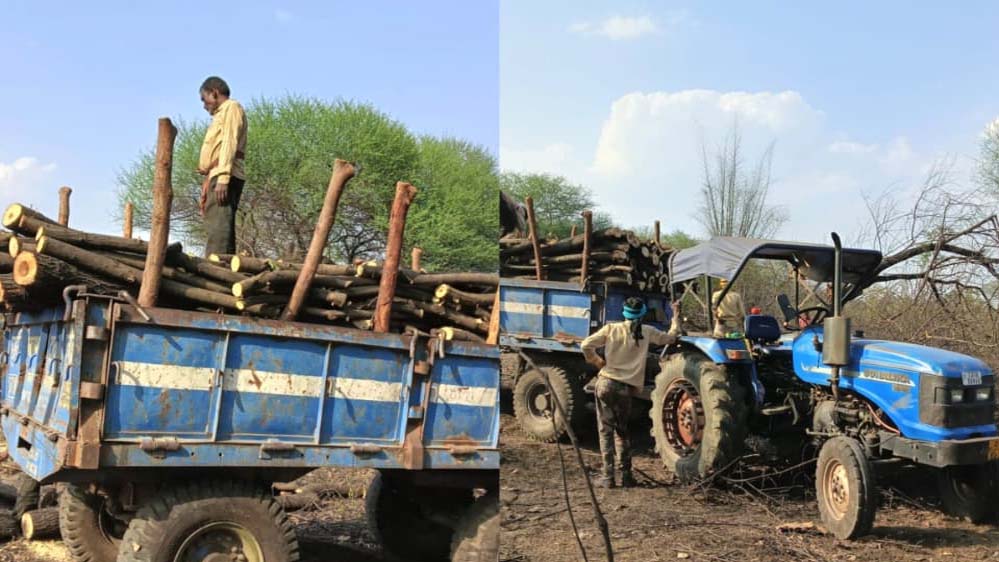 शासकीय भूमि पर पेड़ों की अंधाधुंध कटाई, सरपंच–उपसरपंच पर मिलीभगत के गंभीर आरोप शासकीय भूमि पर पेड़ों की अंधाधुंध कटाई, सरपंच–उपसरपंच पर मिलीभगत के गंभीर आरोप