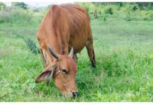 यूपी में देसी नस्लों का होगा जेनेटिक परीक्षण, अवधी भेड़ और जौनपुरी बकरी से शुरुआत