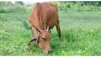 यूपी में देसी नस्लों का होगा जेनेटिक परीक्षण, अवधी भेड़ और जौनपुरी बकरी से शुरुआत