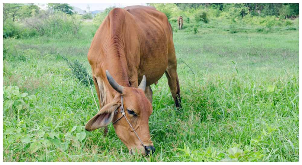 यूपी में देसी नस्लों का होगा जेनेटिक परीक्षण, अवधी भेड़ और जौनपुरी बकरी से शुरुआत