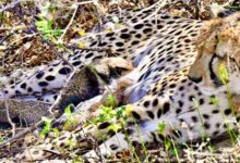 कूनो से फिर मिली बड़ी खुशखबरी, चीता गामिनी ने 4 शावकों को दिया जन्म