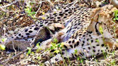 कूनो से फिर मिली बड़ी खुशखबरी, चीता गामिनी ने 4 शावकों को दिया जन्म