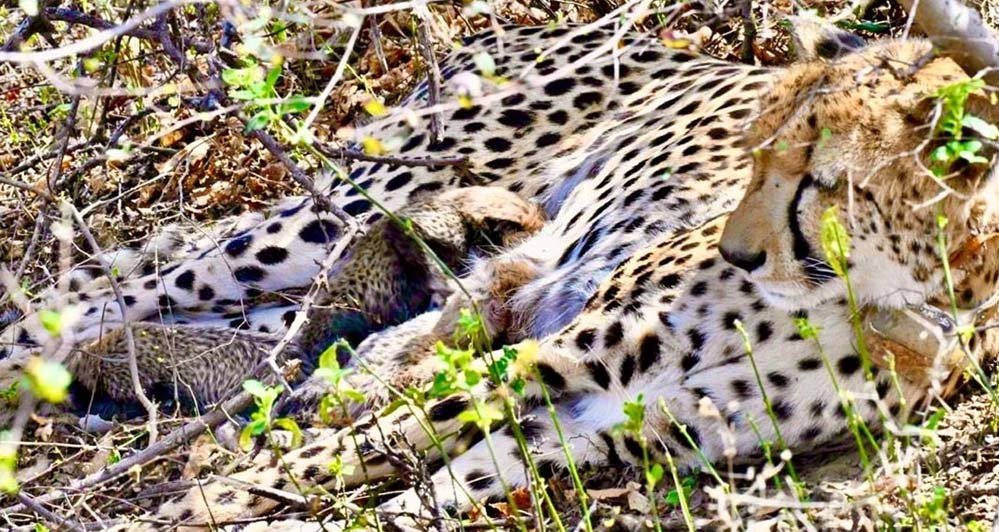 कूनो से फिर मिली बड़ी खुशखबरी, चीता गामिनी ने 4 शावकों को दिया जन्म