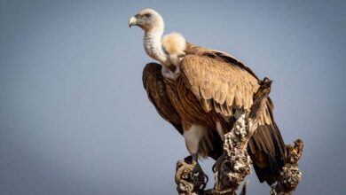 वन विहार हो रहा है गिद्ध संरक्षण के अंतर्राष्ट्रीय उत्कृष्टता केंद्र के रूप में स्थापित