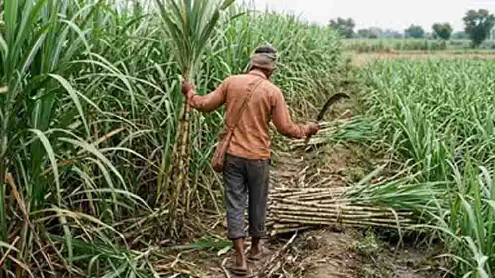 यूपी गन्ना किसान, पहली बार घर बैठे ऑनलाइन मिलेगी उन्नत गन्ना बीज की सटीक जानकारी यूपी गन्ना किसान, पहली बार घर बैठे ऑनलाइन मिलेगी उन्नत गन्ना बीज की सटीक जानकारी
