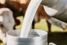 यूपी में पशुपालन को बढ़ाव,28 दिन में होगी गर्भ जांच, किसानों को मिलेगा बड़ा फायदा