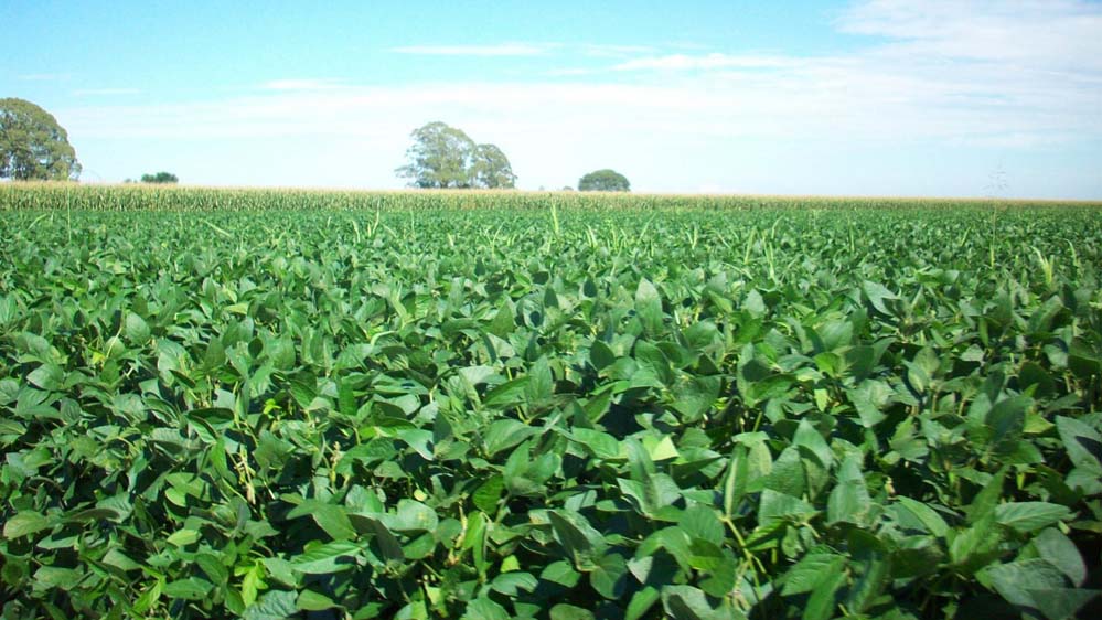 रायपुर : यूरिया का प्रभावी विकल्प बन रही हरी खाद, जशपुर में 600 हेक्टेयर में प्रदर्शन