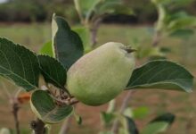 मध्य प्रदेश के सबसे ऊंचे स्थान पर सेब के बागान, पचमढ़ी में गर्म जलवायु में तोड़ा ठंडे इलाके का मिथक