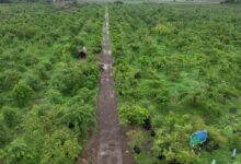 गांधीसागर बांध: 1.5 करोड़ पेड़ों में 65 लाख लोगों को ऑक्सीजन देने की क्षमता