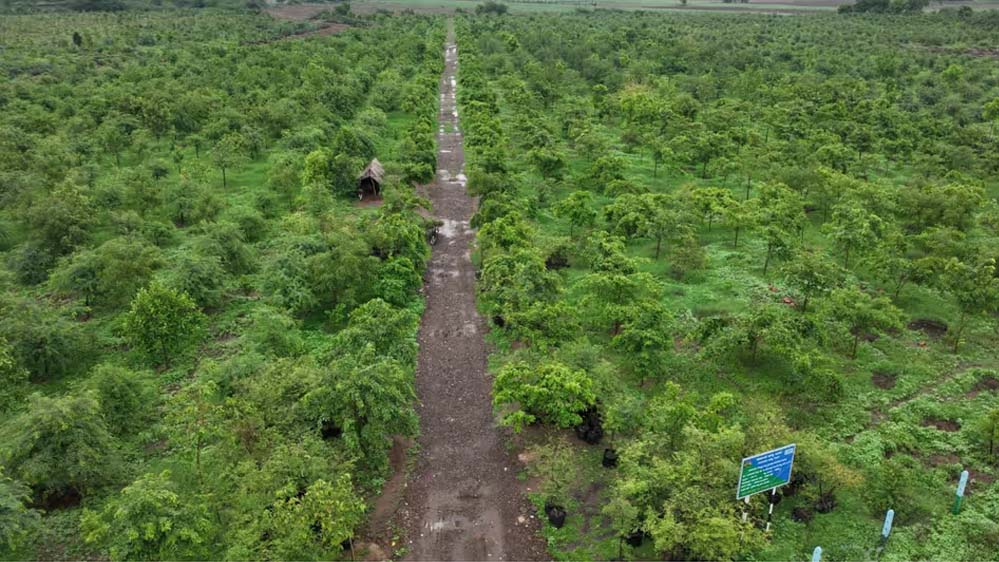 गांधीसागर बांध: 1.5 करोड़ पेड़ों में 65 लाख लोगों को ऑक्सीजन देने की क्षमता