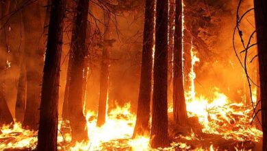 मध्य प्रदेश के जंगलों में धधकती आग, हर दिन 60 जगह जल रही है, अमरकंटक के बाद इन शहरों पर बढ़ा खतरा