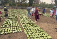 हरा सोना संग्राहकों की आय बढ़ाने के लिए बड़ा कदम, 920 करोड़ रुपए का होगा संभावित भुगतान