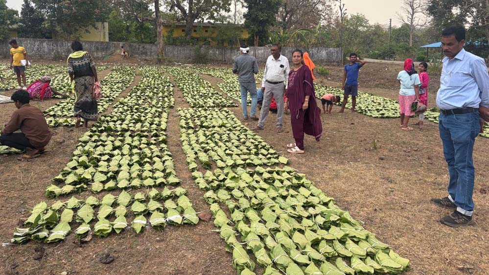 हरा सोना संग्राहकों की आय बढ़ाने के लिए बड़ा कदम, 920 करोड़ रुपए का होगा संभावित भुगतान