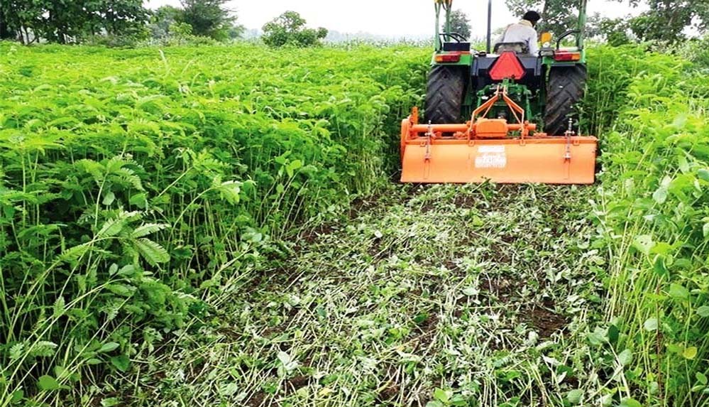 हरी खाद से लहलहाएंगे खेत: धान उत्पादन बढ़ाने कृषि विभाग का विशेष अभियान तेज