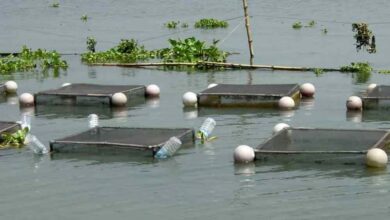 अम्बिकापुर : मत्स्य पालन हेतु जलाशयों का 10 वर्षीय लीज आबंटन के लिए आवेदन आमंत्रित