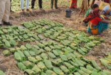 बालोद : मई के पहले सप्ताह से शुरू होगा तेंदुपत्ता संग्रहण का कार्य