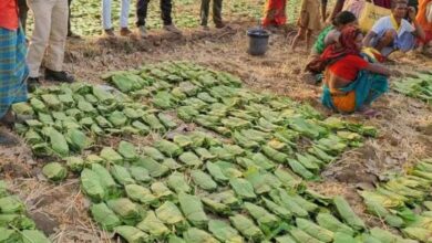 बालोद : मई के पहले सप्ताह से शुरू होगा तेंदुपत्ता संग्रहण का कार्य