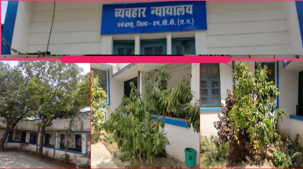 हरियाली से महका मनेन्द्रगढ़ न्यायालय परिसर, फलदार वृक्ष बने आकर्षण का केंद्र