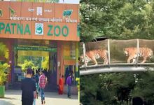 पटना जू में जल्द दहाड़ेगी सफेद बाघिन, दिल्ली और रोहतक से आएंगे कई नए दुर्लभ वन्यजीव