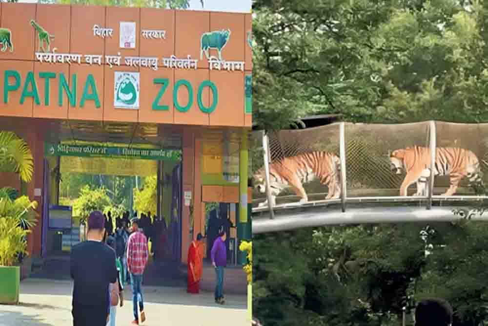 पटना जू में जल्द दहाड़ेगी सफेद बाघिन, दिल्ली और रोहतक से आएंगे कई नए दुर्लभ वन्यजीव