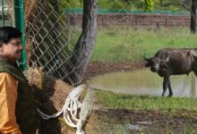 और खूबसूरत हुई एमपी की वाइल्ड लाइफ, सीएम डॉ. मोहन ने रिलीज किए 4 जंगली भैसें, ईको-सिस्टम पर होगा इतना असर