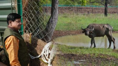 और खूबसूरत हुई एमपी की वाइल्ड लाइफ, सीएम डॉ. मोहन ने रिलीज किए 4 जंगली भैसें, ईको-सिस्टम पर होगा इतना असर