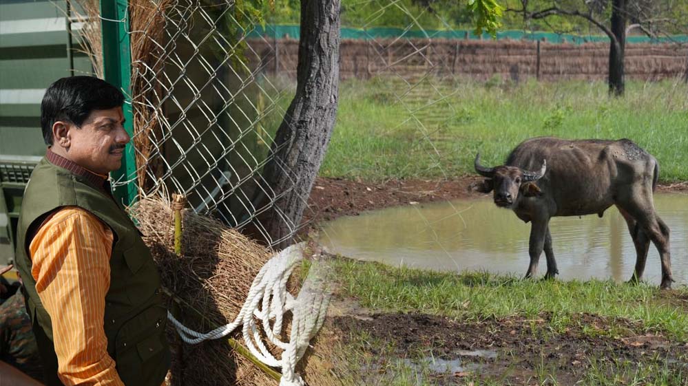 और खूबसूरत हुई एमपी की वाइल्ड लाइफ, सीएम डॉ. मोहन ने रिलीज किए 4 जंगली भैसें, ईको-सिस्टम पर होगा इतना असर